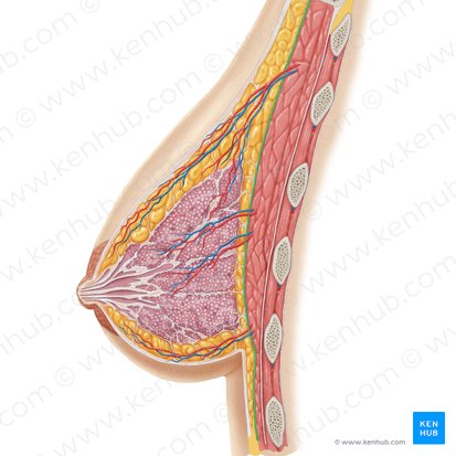 Fascia pectoralis (Brustfaszie); Bild: Samantha Zimmerman