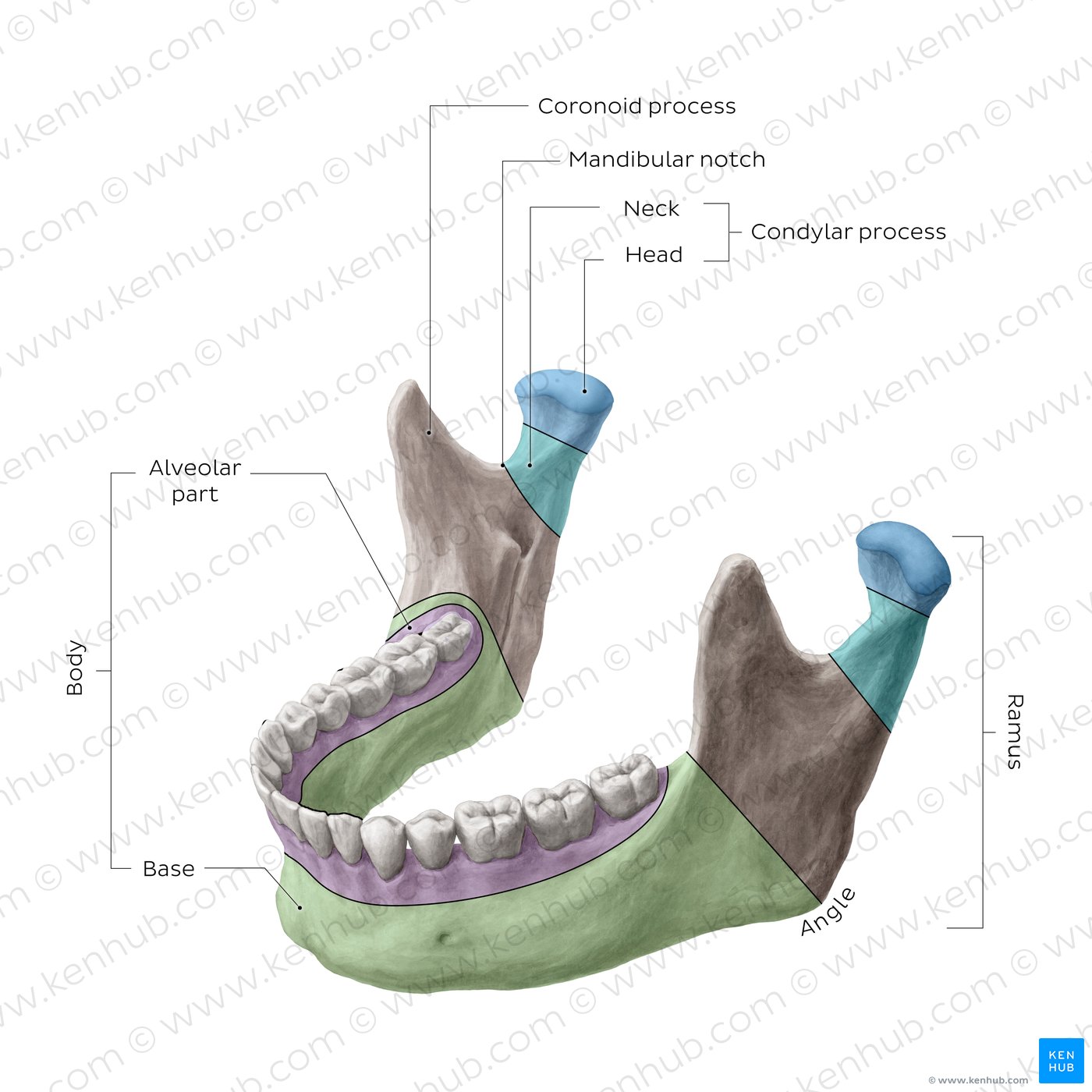 General circulation larynx The mandible: Anatomy, structure, function | Kenhub