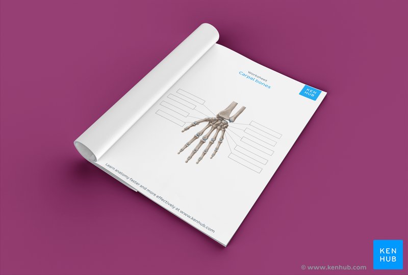 Unlabeled diagram showing the carpal bones (Download free PDF below!)