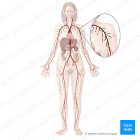 Axillary artery (Arteria axillaris); Image: Begoña Rodriguez