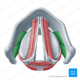 Cricothyroid muscle (Musculus cricothyroideus); Image: Paul Kim