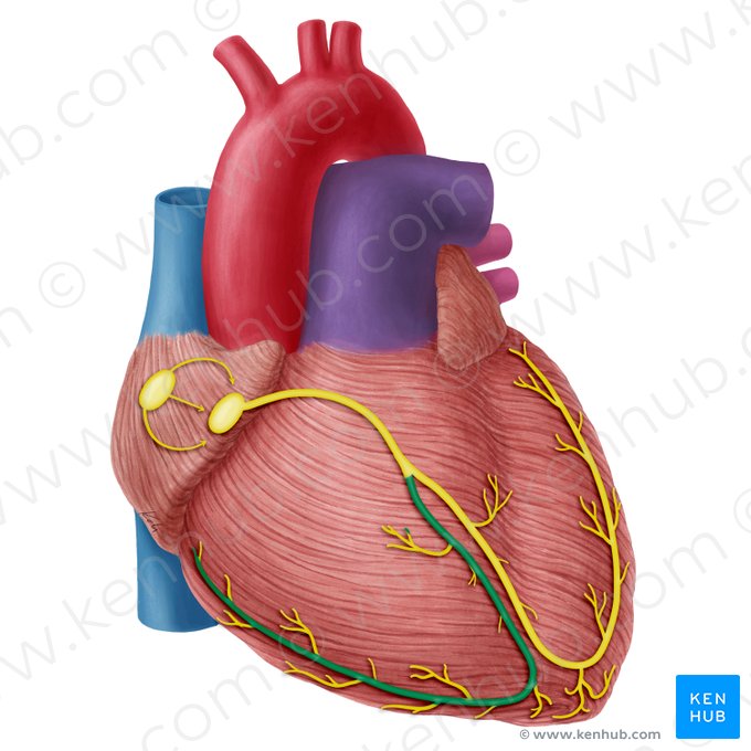 Ramo derecho del fascículo atrioventricular (Crus dextrum fasciculi atrioventricularis); Imagen: Yousun Koh