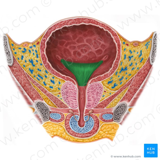 Trigone of urinary bladder (Trigonum vesicae urinariae); Image: Irina Münstermann