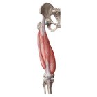 Quadriceps femoris muscle
