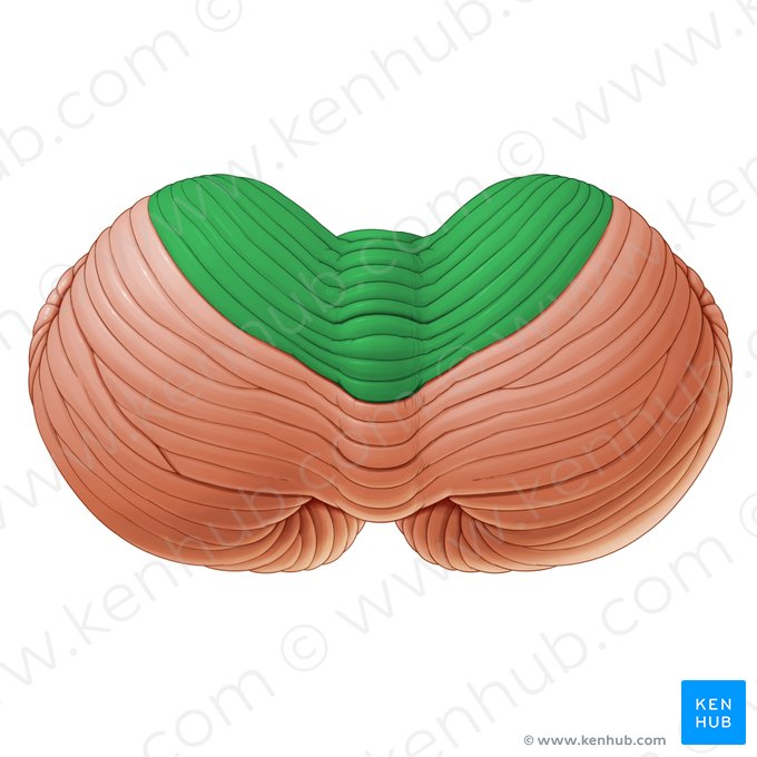 Anterior lobe of cerebellum (Lobus anterior cerebelli); Image: Paul Kim