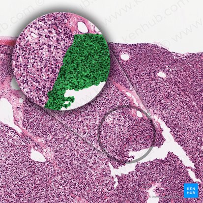 Células principales activas (Parathyrocyti endocrini densi); Imagen: 