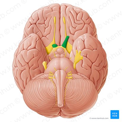 Optic nerve (Nervus opticus); Image: Paul Kim