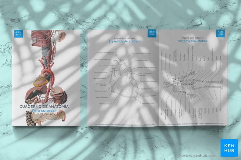 Portada del cuaderno de anatomía para colorear de Kenhub y ejemplo de una página para colorear.