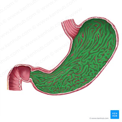 Gastric folds (Plicae gastricae); Image: Rebecca Betts