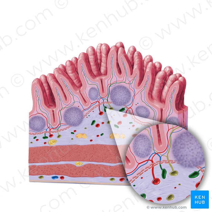 Submucosal vein (Vena submucosae); Image: Paul Kim