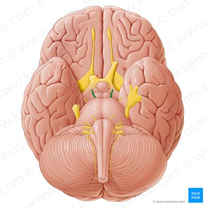 Oculomotor nerve (Nervus oculomotorius); Image: Paul Kim