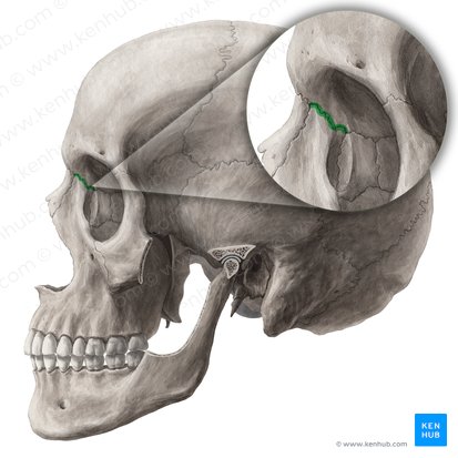Frontomaxillary suture (Sutura frontomaxillaris); Image: Yousun Koh