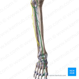 Deep fibular nerve (Nervus fibularis profundus); Image: Liene Znotina