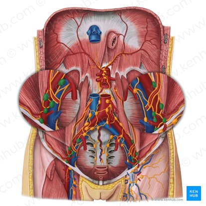 Nodi lymphoidei iliaci externi (Äußere Beckenlymphknoten); Bild: Irina Münstermann