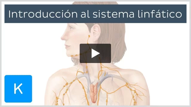 Drenaje linfatico de shop la lengua