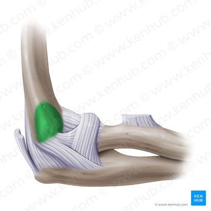 Lateral epicondyle of humerus (Epicondylus lateralis humeri); Image: Paul Kim