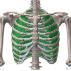 Intercostal muscles