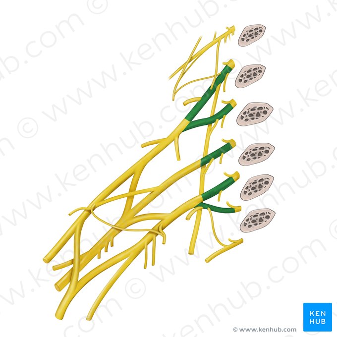 Roots of brachial plexus (Radices plexus brachialis); Image: Paul Kim