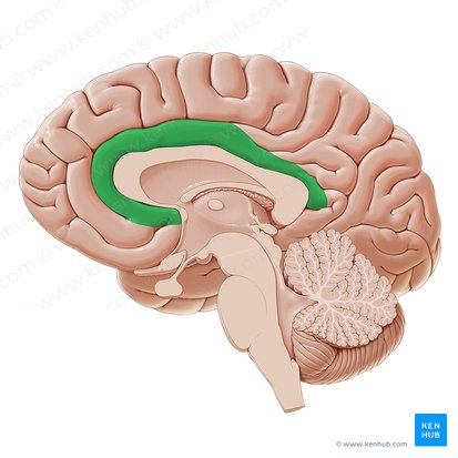 Gyrus cinguli (Gürtelwindung); Bild: Paul Kim