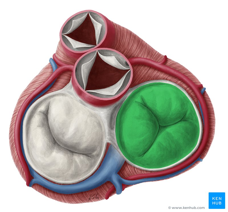 Tricuspid valve - superior view