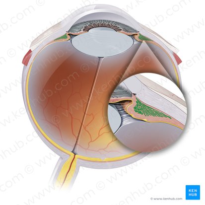 Músculo ciliar (Musculus ciliaris); Imagem: Paul Kim