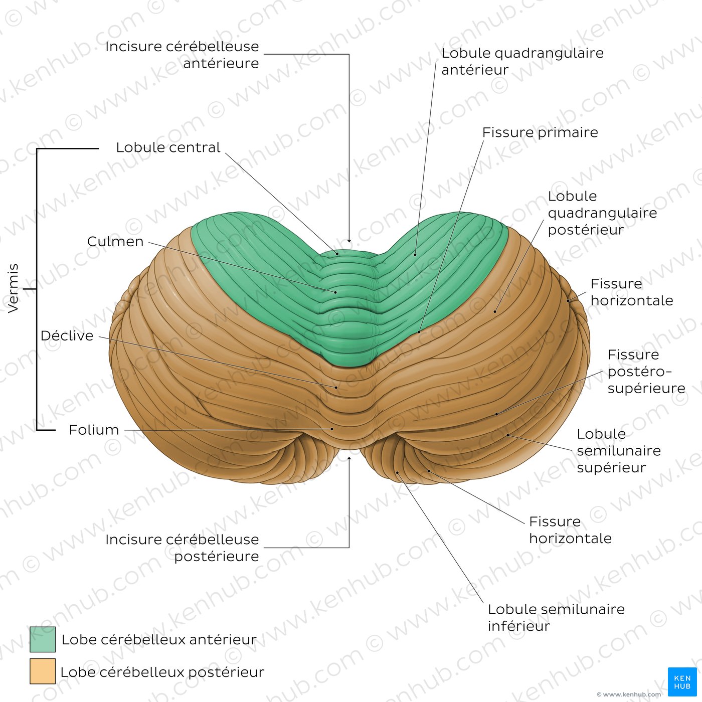 Anatomy of the cerebellum - Superior view