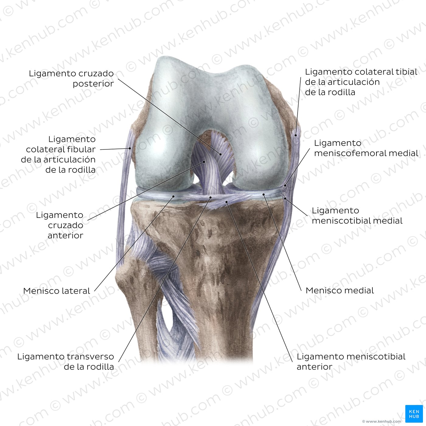 Articulación de la rodilla: Ligamentos intracapsulares y meniscos (vista anterior)
