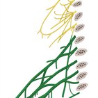 Brachial plexus