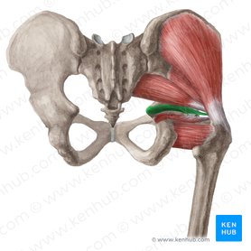 Músculo gemelo superior (Musculus gemellus superior); Imagen: Liene Znotina
