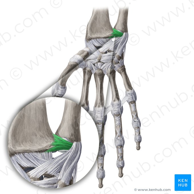 Ligament radioulnaire palmaire (Ligamentum radioulnare palmare); Image : Yousun Koh