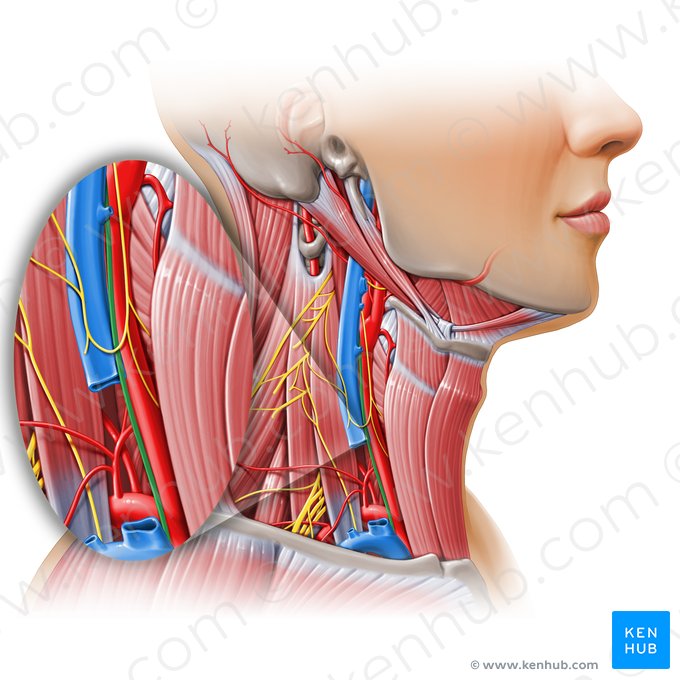 Nervio vago derecho (Nervus vagus dexter); Imagen: Paul Kim