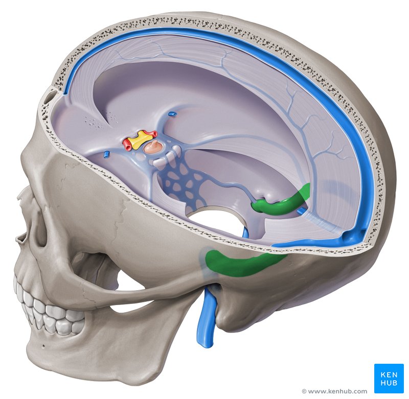 Sigmoid sinus (Sinus sigmoideus)