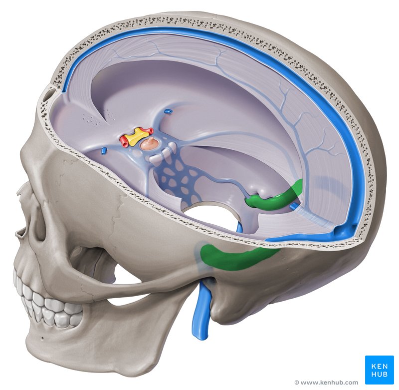 Sigmoid sinus (Sinus sigmoideus)