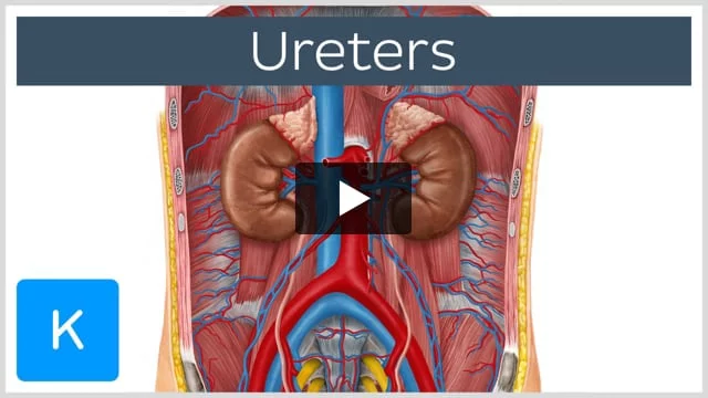 Ureters Tubes Made Smooth Muscle That: ilustrações stock 2320477635