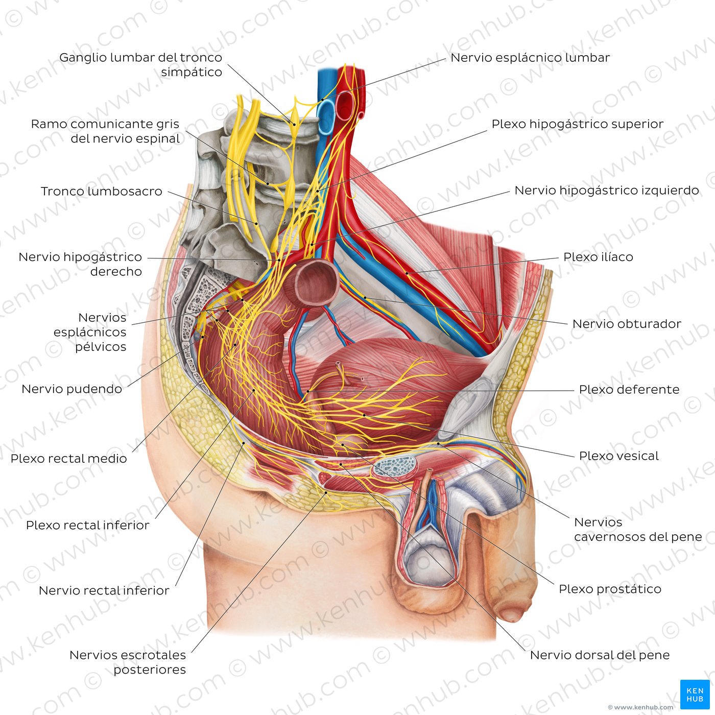 Nervios de la pelvis masculina