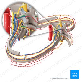 Intercostal arteries and blood supply of thoracic wall | Kenhub