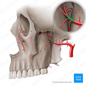 Pars pterygopalatina arteriae maxillaris (Flügel-Gaumen-Teil der Oberkieferarterie); Bild: Paul Kim