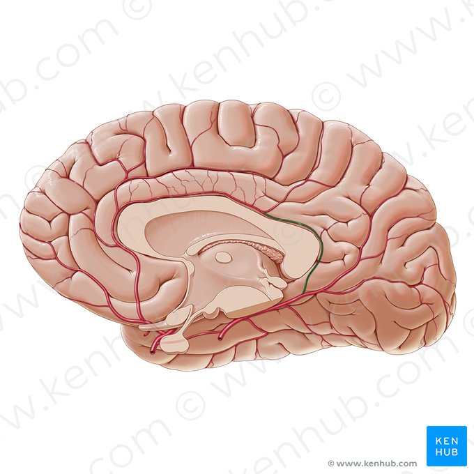 Ramo dorsal do corpo caloso da artéria occipital medial (Ramus corporis callosi dorsalis arteriae occipitalis medialis); Imagem: Paul Kim