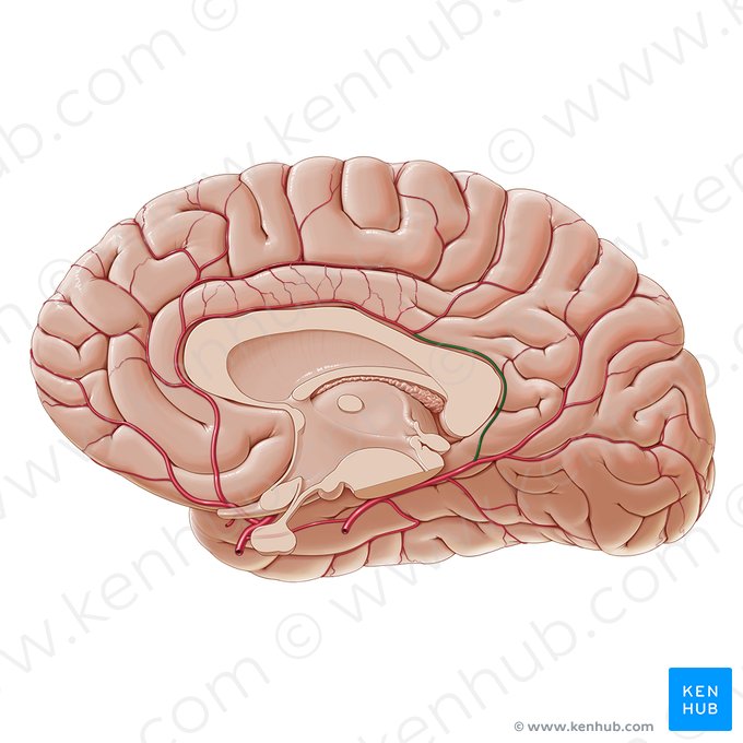 Ramus corporis callosi dorsalis arteriae occipitalis medialis (Hinterer Balkenast der mittleren Hinterhauptarterie); Bild: Paul Kim