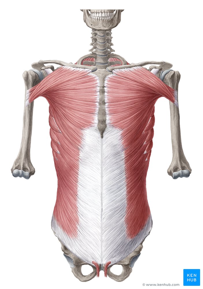 4 regiones abdominales