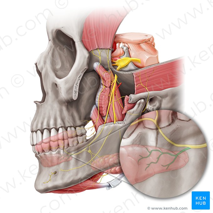 Sublingual nerve (Nervus sublingualis); Image: Paul Kim