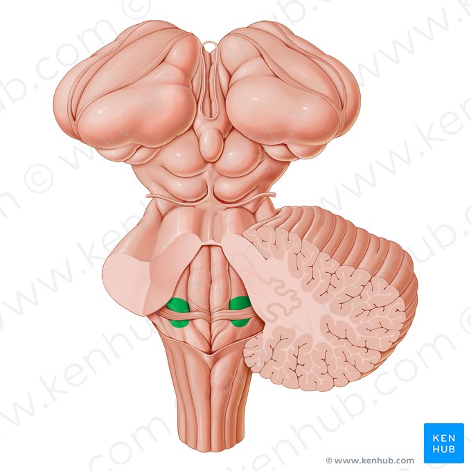Área vestibular do 4.º ventrículo (Area vestibularis ventriculi quarti); Imagem: Paul Kim