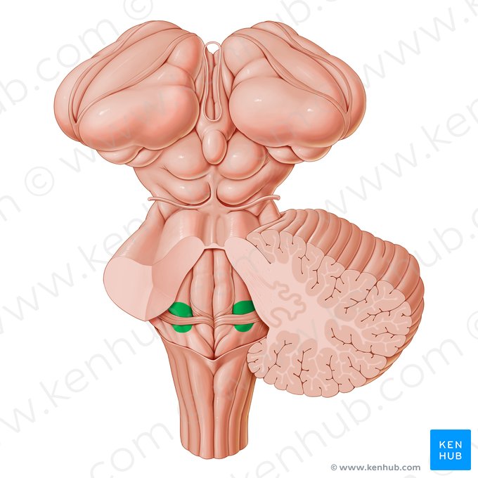 Zone vestibulaire du quatrième ventricule (Area vestibularis ventriculi quarti); Image : Paul Kim