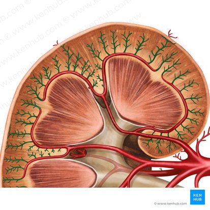 Artérias interlobulares do rim (Arteriae interlobulares renis); Imagem: Irina Münstermann