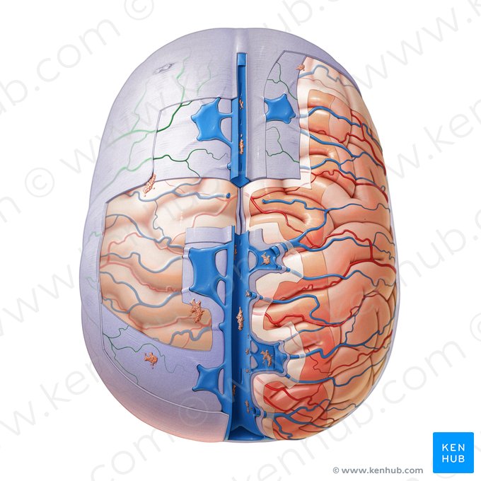 Ramas de la arteria meníngea media (Rami arteriae meningeae mediae); Imagen: Paul Kim