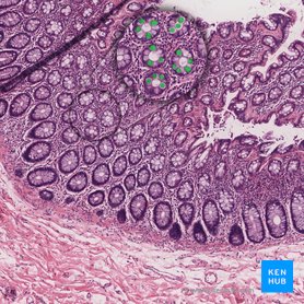 Goblet cell (Exocrinocytus caliciformis); Image: 