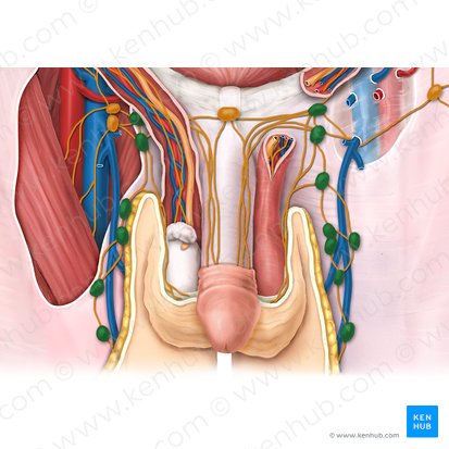 Nodi lymphoidei inguinales superficiales inferiores (Untere oberflächliche Leistenlymphknoten); Bild: Esther Gollan