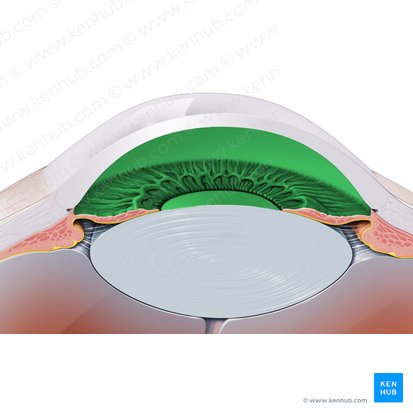 Camera anterior bulbi oculi (Vordere Augenkammer); Bild: Paul Kim