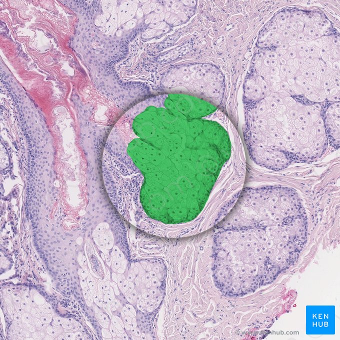 Sebaceous gland (Glandula sebacea libera); Image: 