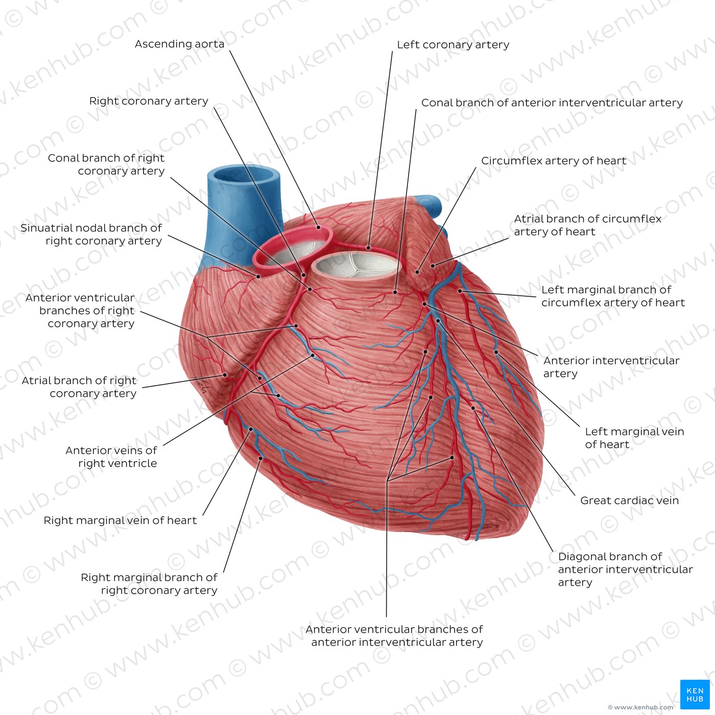Coronary circulation anterior view (diagram)